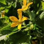 Chrysogonum virginianum Flower