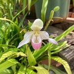 Phragmipedium longifolium Кветка