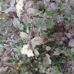 Cornus sanguineaFlower