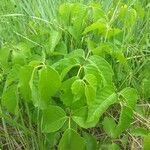 Toxicodendron rydbergii Leaf