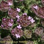 Thymus camphoratus Blomst