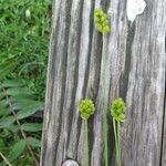 Carex tribuloides പുറംതൊലി