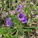 Campanula speciosa Habitus