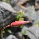 Tulipa sylvestris Цветок