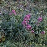 Valeriana rubraFlower