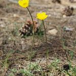 Ranunculus paludosus आदत