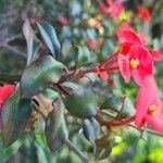 Euphorbia geroldii Leaf