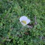 Calochortus gunnisonii Flower