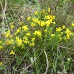 Genista hispanica Costuma