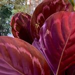 Calathea roseopicta Hoja