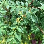 Zanthoxylum americanum Flower