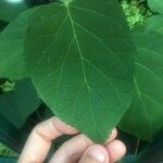 Hydrangea paniculata Leaf
