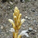 Orobanche nana Кветка