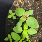 Theligonum cynocrambeLeaf