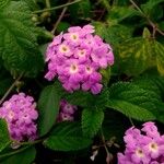 Lantana camaraКветка