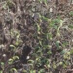 Bulbophyllum lingulatum Habit