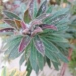Euphorbia × martini Hostoa