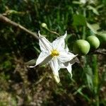 Solanum robustum Virág