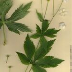 Ranunculus platanifolius Mosusu