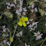 Helianthemum canum Flor