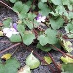 Cymbalaria muralis Leaf