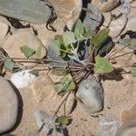 Atriplex glabriuscula Συνήθη χαρακτηριστικά