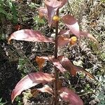Lilium regale Yaprak