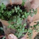 Crassula expansa ഇല