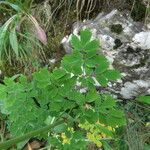 Thalictrum aquilegiifolium ഇല