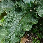 Arctium nemorosum पत्ता