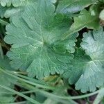 Geranium argenteum Leaf