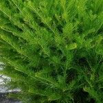 Melaleuca alternifolia Yaprak
