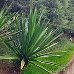 Furcraea foetida Leaf