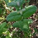 Mentha × villosa Hoja
