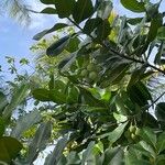 Calophyllum calaba Fruchs