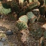 Opuntia aciculata List