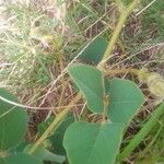 Desmodium intortum Blatt