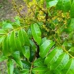 Tapirira guianensis Leaf