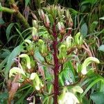 Lobelia digitalifolia Flower