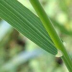Oloptum miliaceum 葉