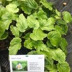 Begonia × chungii Hoja