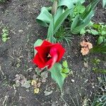 Tulipa agenensis Flower