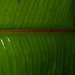 Heliconia reticulata Leaf