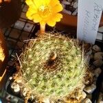 Rebutia minuscula Листок