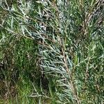 Salix exigua Blatt