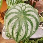 Peperomia argyreia Folha