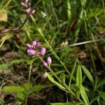 Polygala polygama Λουλούδι