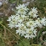 Heracleum austriacum Flower