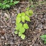 Toxicodendron radicans Blad