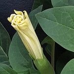 Datura innoxia Çiçek